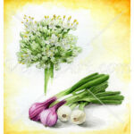Allium cepa
