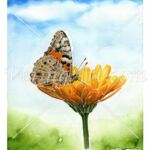 Calendula officinalis