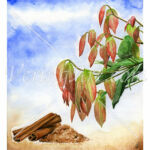 Cinnamomum verum