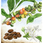 Coffea