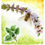 Mentha piperita