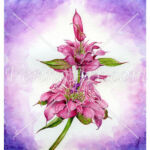 Monarda citriodora