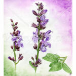 Salvia officinalis