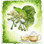 Tilia platyphyllos