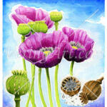 Schlarfmohn